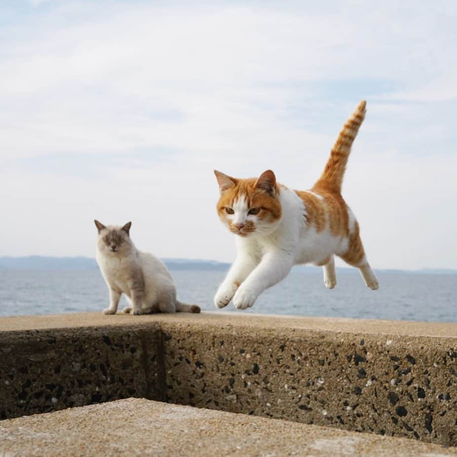 五十嵐健太のインスタグラム：「おはようございます！ 飛び猫カレンダー発売中です https://shop.tobineko.jp/items/79170439 年末には在庫が無くなるのでお早めにお願いします #猫　#飛び猫　#cat」