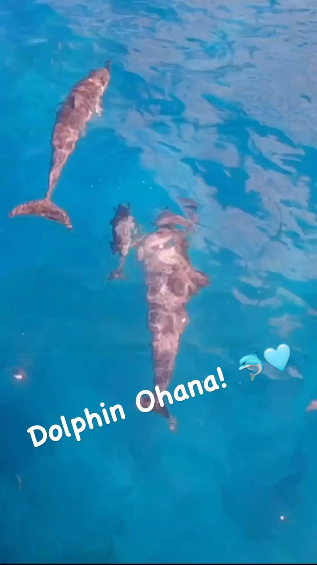 And Youのインスタグラム：「Bring YOUR Ohana to experience these majestic animals in their natural habitat. Dolphins and You provides the most intimate experience with these creatures without disrupting their natural behaviors! #hawaiidolphins #oahuhawaii #ecotourism #dolphins #hawaiitours #oahuactivitieswithkids #ohana #dolphinsandyou #nextvacation #thingstodooahu」