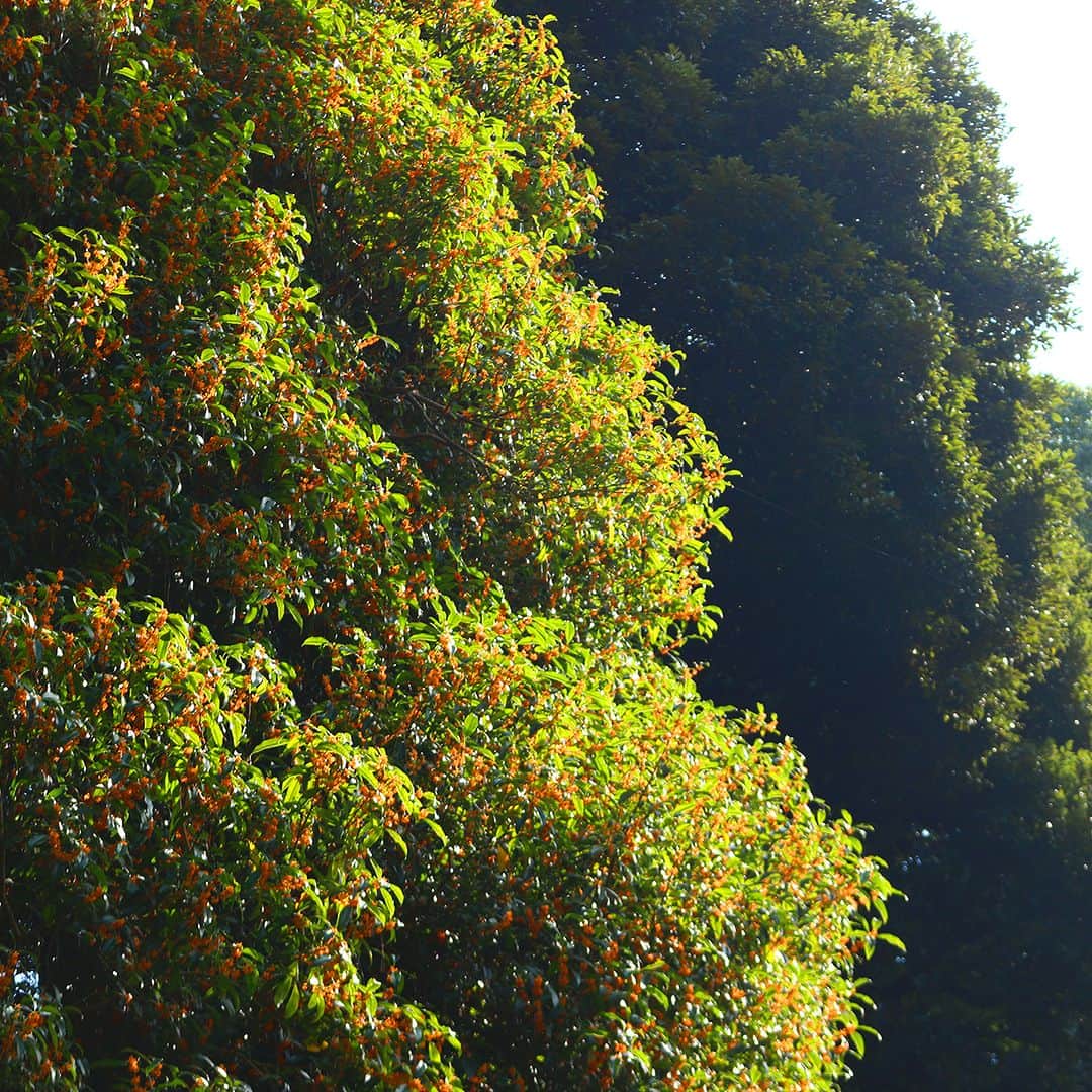 東京都庭園美術館さんのインスタグラム写真 - (東京都庭園美術館Instagram)「【金木犀の香り広がる｜庭園の四季シリーズ】 肌寒さを感じる今日この頃ですが、この季節に咲く #金木犀 が当館でも見ごろを迎えています。橙黄色の小花がたくさん咲き、ほのかな香りが庭園内にあふれています。 10月中旬より配布される新ガーデンマップにもどこに咲いているか描かれていますので、ぜひチェックしてみてください!  #東京都庭園美術館 #旧朝香宮邸 #庭園 #日本庭園 #西洋庭園 #芝庭 #建築 #植物 #東京 #庭園の四季シリーズ #tokyometropolitanteienartmuseum #teienartmuseum #garden #tokyo #Teien40th」10月15日 10時00分 - teienartmuseum