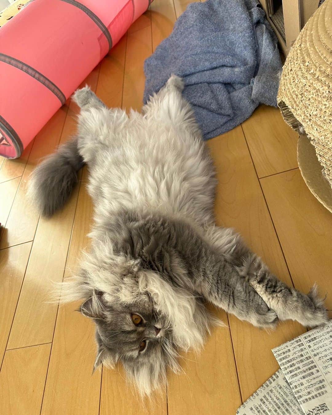 のインスタグラム：「#ダラダラマルちゃん」