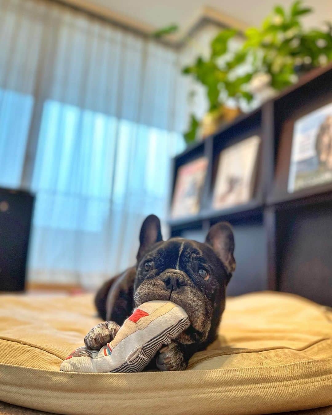 Turbo_dad フレブルのターボのインスタグラム：「Rainy Sunday morning ☔️  #frenchbulldog #frenchie #frenchbulldogsofinstagram #frenchbulldoglife #frenchbulldoglove #frenchiesofinstagram #frenchielove #フレブル #フレブルのいる生活 #フレブルのいる暮らし #フレブルライフ #buhi #ブヒ」