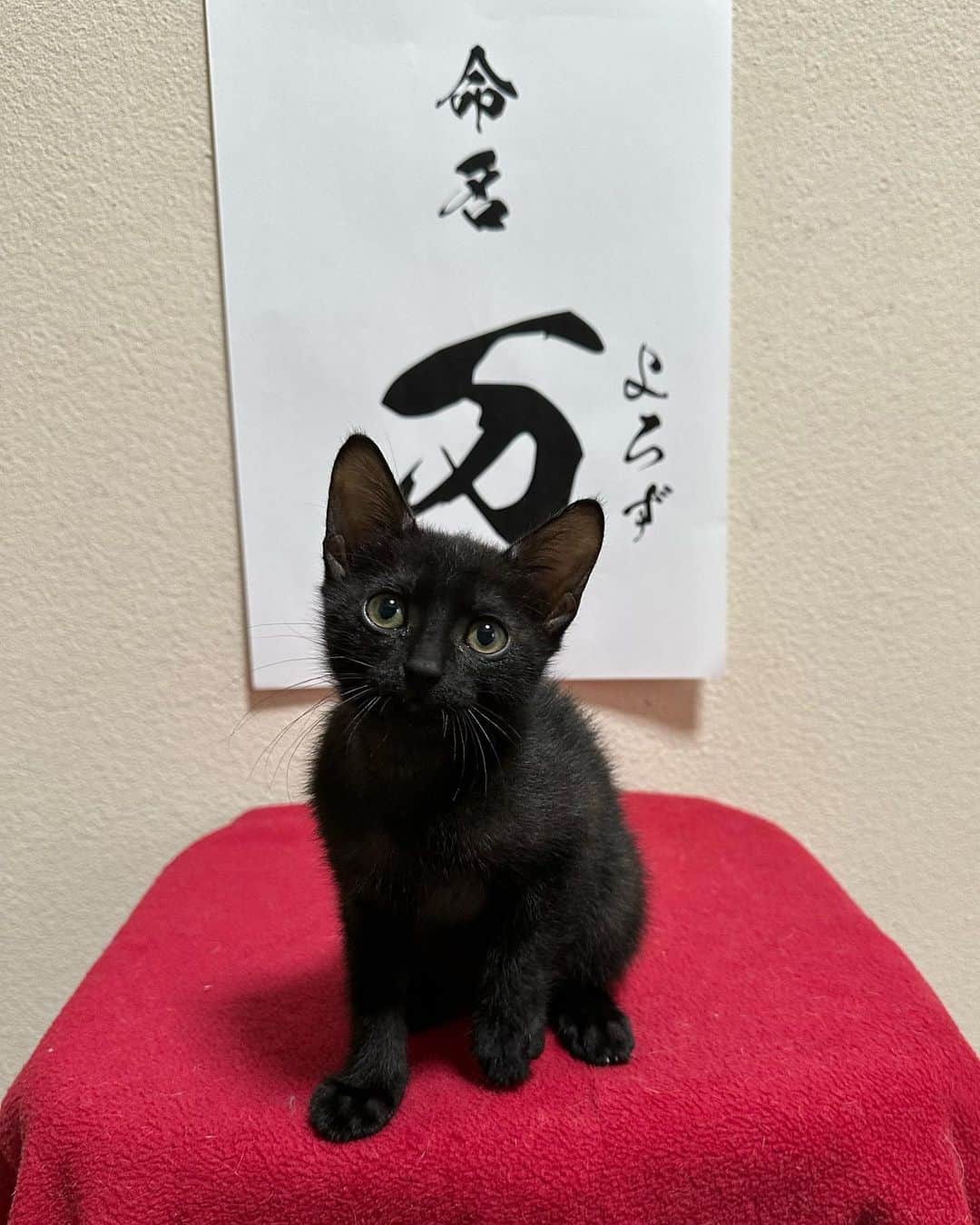 やふのインスタグラム