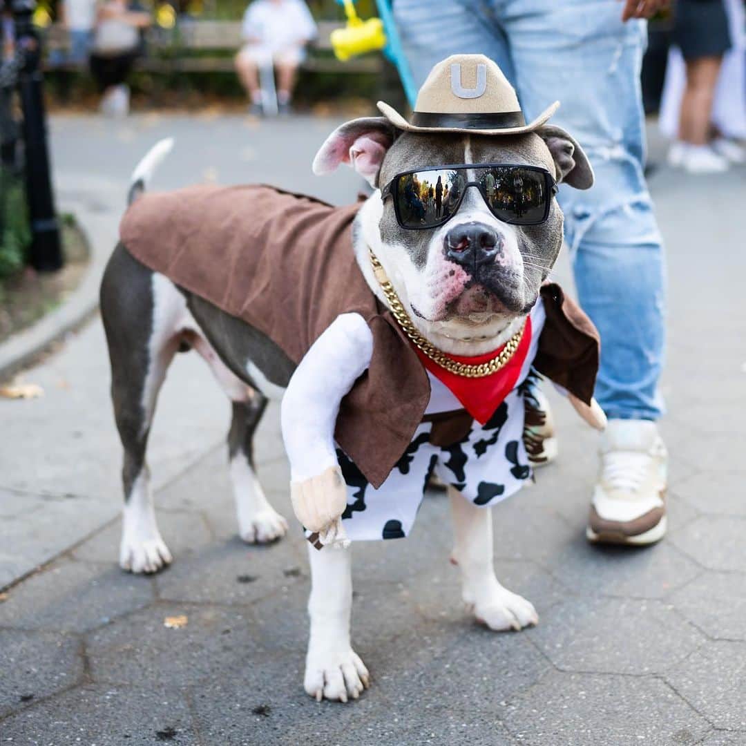 The Dogistさんのインスタグラム写真 - (The DogistInstagram)「Bruce, Pit Bull mix, Washington Square Park, New York, NY」10月30日 6時42分 - thedogist