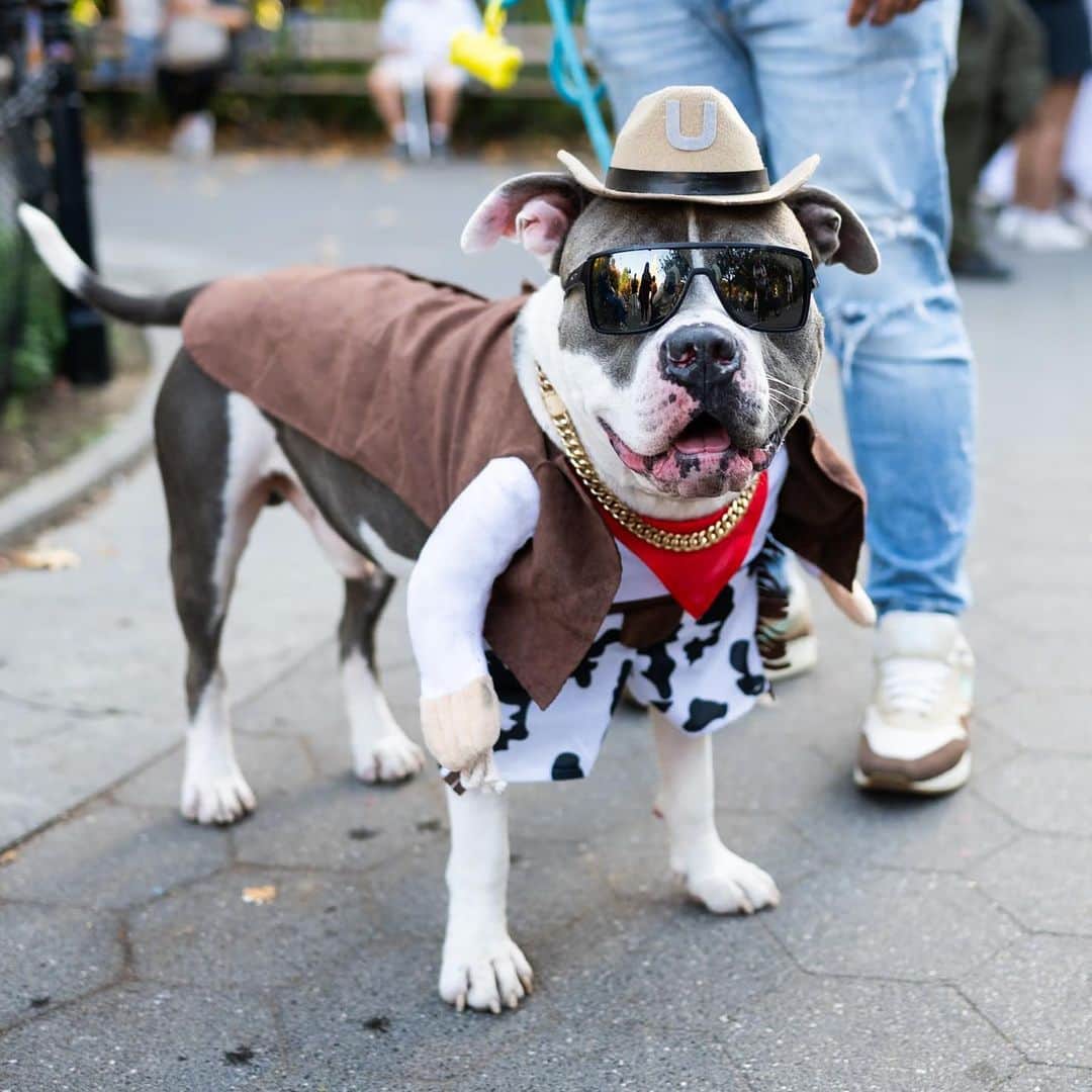 The Dogistさんのインスタグラム写真 - (The DogistInstagram)「Bruce, Pit Bull mix, Washington Square Park, New York, NY」10月30日 6時42分 - thedogist