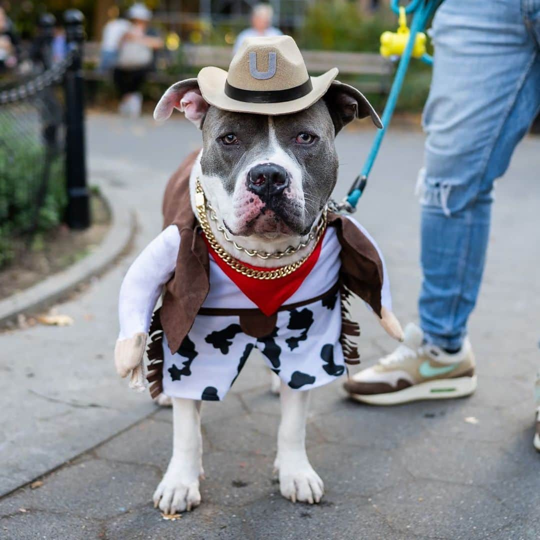 The Dogistのインスタグラム：「Bruce, Pit Bull mix, Washington Square Park, New York, NY」