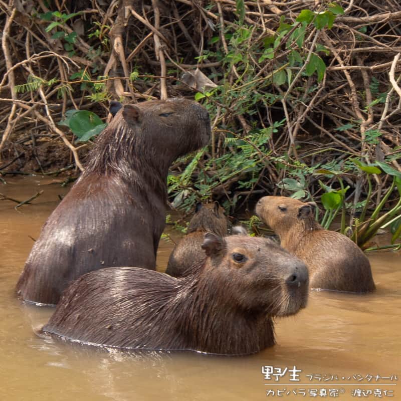 渡辺克仁さんのインスタグラム写真 - (渡辺克仁Instagram)「おはようございます。  #カピバラ #水豚 #capybara #おはよう #昔の写真」10月30日 7時01分 - katsuhito.watanabe