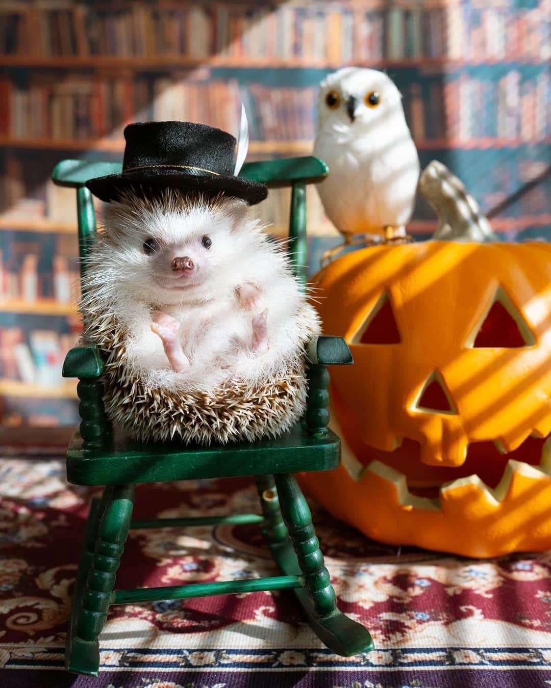 ダーシーさんのインスタグラム写真 - (ダーシーInstagram)「Prick or Treat？🦔🎃👻🍬  3ヶ月ぶりの投稿になってしまった😱 コアラは元気モリモリですのでご安心を🐨✨  飼い主が忙しすぎてハリ活できない…こりゃヤバい‼️ ってことで、引越して撮影部屋作りました👌🏻  多忙すぎる中、3ヶ月かけてゆっくり引越し...2回体調崩す😱  プライベートハリスタジオ🦔これから充実させるのでお楽しみに〜😆まずは誰か撮りたいな📸  その前にブラインドをどうにかしないと😅☀️」10月29日 22時38分 - darcytheflyinghedgehog