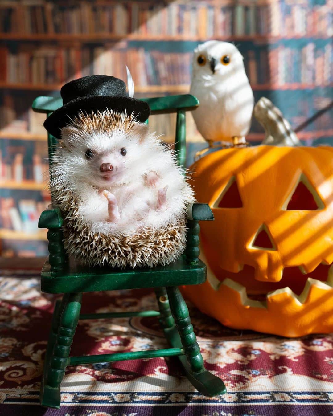 ダーシーさんのインスタグラム写真 - (ダーシーInstagram)「Prick or Treat？🦔🎃👻🍬  3ヶ月ぶりの投稿になってしまった😱 コアラは元気モリモリですのでご安心を🐨✨  飼い主が忙しすぎてハリ活できない…こりゃヤバい‼️ ってことで、引越して撮影部屋作りました👌🏻  多忙すぎる中、3ヶ月かけてゆっくり引越し...2回体調崩す😱  プライベートハリスタジオ🦔これから充実させるのでお楽しみに〜😆まずは誰か撮りたいな📸  その前にブラインドをどうにかしないと😅☀️」10月29日 22時38分 - darcytheflyinghedgehog