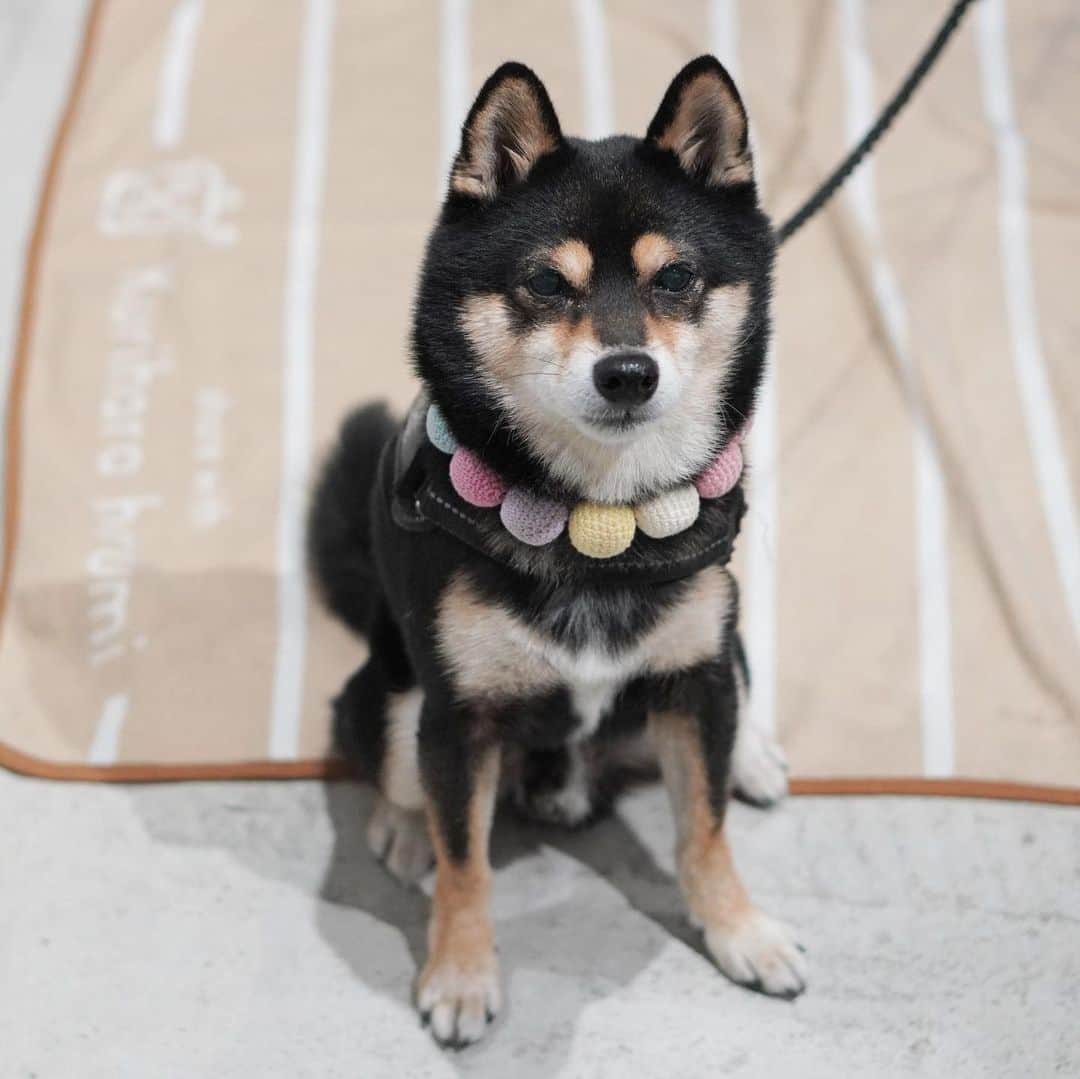 黒豆柴こむぎさんのインスタグラム写真 - (黒豆柴こむぎInstagram)「今日は、朝ラン🏃🏻‍♂️して、ひるんぽ🐾🐾して、夕(ゆう)ラン🏃🏻‍♂️して、ボクは大満足なのだ😁2023.10.29  ⭐･*･✩･*･⭐･*･✩･*･⭐･*･✩･*･⭐ ボクのLINE公式アカウントが出来たよ。 ボクとお友だちになって、以下の メッセージを送ってみてね。お返事するよ😘 「こむぎくん」「おはよう」「こんにちは」 「おやすみ」「おしくらまんじゅう」 「変顔して」「こんばんは」「ただいま」 「遊ぼう」「本性見せて」  https://lin.ee/qCJvtxa ハイライト、プロフィールからも飛べます❣️ ⭐･*･✩･*･⭐･*･✩･*･⭐･*･✩･*･⭐  #お散歩大好き #黒豆柴こむぎ #黒豆柴 #豆柴 #黒柴 #黑柴 #柴犬 #柴 #まめしば #しばいぬ #しば #mameshiba #kuroshiba #shibainu #shiba #shibalove #shibalovers #shibastagram #shiba_snap #shibasofinstagram #ふわもこ部 #pecoいぬ部 #いぬら部 #proudshibas #thedailyshibainu #ここ柴部 #いぬのきもち #todayswanko #9gagpets #柴スケッチ」10月29日 22時40分 - komugi_1207