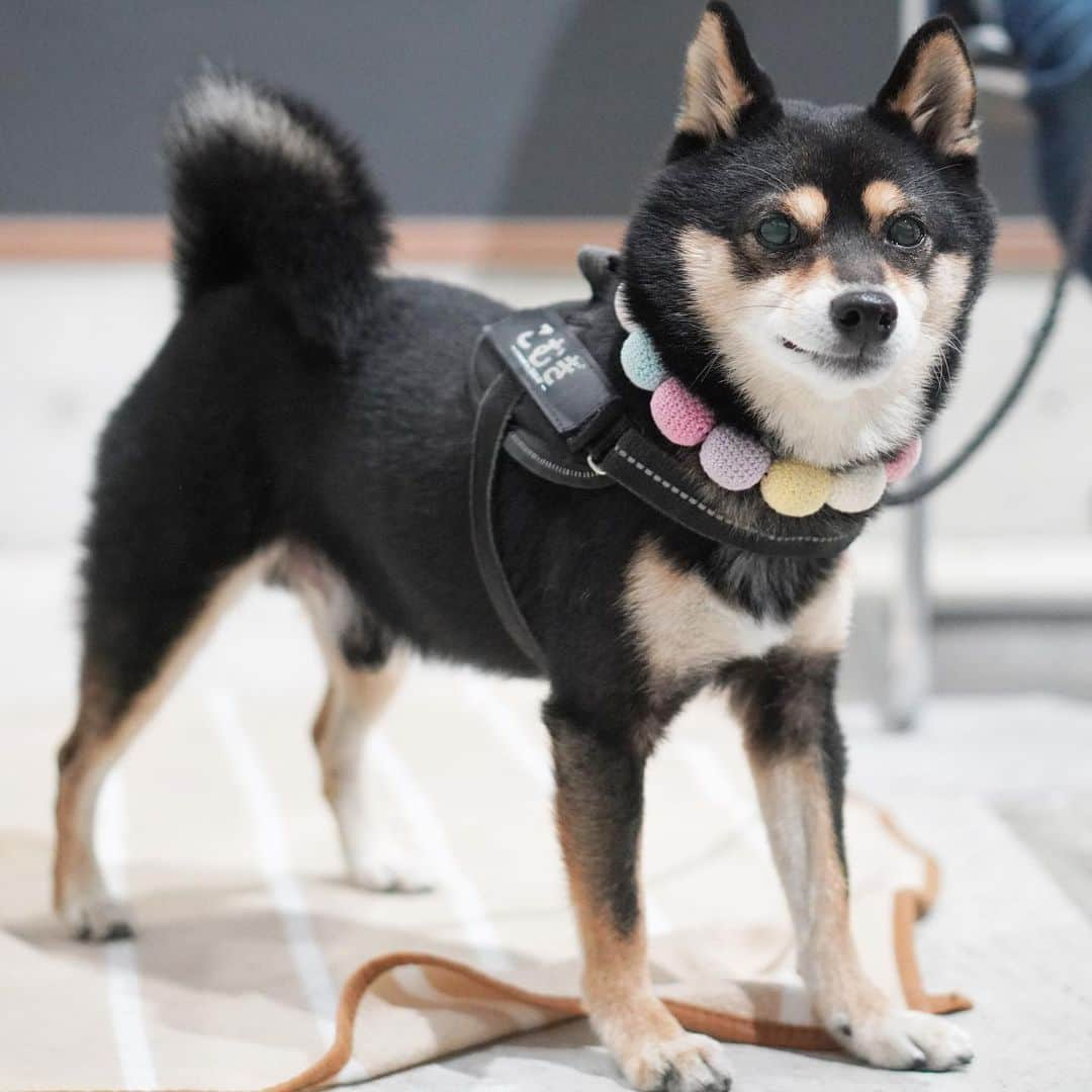 黒豆柴こむぎさんのインスタグラム写真 - (黒豆柴こむぎInstagram)「今日は、朝ラン🏃🏻‍♂️して、ひるんぽ🐾🐾して、夕(ゆう)ラン🏃🏻‍♂️して、ボクは大満足なのだ😁2023.10.29  ⭐･*･✩･*･⭐･*･✩･*･⭐･*･✩･*･⭐ ボクのLINE公式アカウントが出来たよ。 ボクとお友だちになって、以下の メッセージを送ってみてね。お返事するよ😘 「こむぎくん」「おはよう」「こんにちは」 「おやすみ」「おしくらまんじゅう」 「変顔して」「こんばんは」「ただいま」 「遊ぼう」「本性見せて」  https://lin.ee/qCJvtxa ハイライト、プロフィールからも飛べます❣️ ⭐･*･✩･*･⭐･*･✩･*･⭐･*･✩･*･⭐  #お散歩大好き #黒豆柴こむぎ #黒豆柴 #豆柴 #黒柴 #黑柴 #柴犬 #柴 #まめしば #しばいぬ #しば #mameshiba #kuroshiba #shibainu #shiba #shibalove #shibalovers #shibastagram #shiba_snap #shibasofinstagram #ふわもこ部 #pecoいぬ部 #いぬら部 #proudshibas #thedailyshibainu #ここ柴部 #いぬのきもち #todayswanko #9gagpets #柴スケッチ」10月29日 22時40分 - komugi_1207