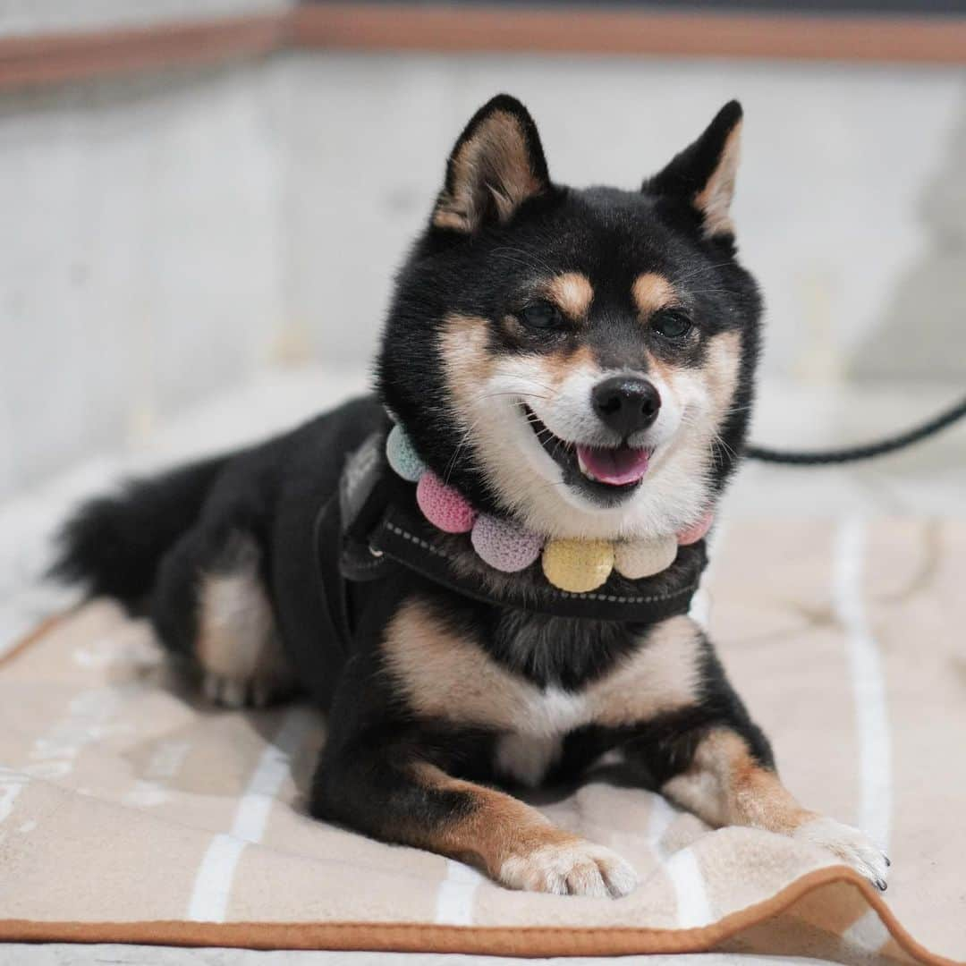 黒豆柴こむぎのインスタグラム：「今日は、朝ラン🏃🏻‍♂️して、ひるんぽ🐾🐾して、夕(ゆう)ラン🏃🏻‍♂️して、ボクは大満足なのだ😁2023.10.29  ⭐･*･✩･*･⭐･*･✩･*･⭐･*･✩･*･⭐ ボクのLINE公式アカウントが出来たよ。 ボクとお友だちになって、以下の メッセージを送ってみてね。お返事するよ😘 「こむぎくん」「おはよう」「こんにちは」 「おやすみ」「おしくらまんじゅう」 「変顔して」「こんばんは」「ただいま」 「遊ぼう」「本性見せて」  https://lin.ee/qCJvtxa ハイライト、プロフィールからも飛べます❣️ ⭐･*･✩･*･⭐･*･✩･*･⭐･*･✩･*･⭐  #お散歩大好き #黒豆柴こむぎ #黒豆柴 #豆柴 #黒柴 #黑柴 #柴犬 #柴 #まめしば #しばいぬ #しば #mameshiba #kuroshiba #shibainu #shiba #shibalove #shibalovers #shibastagram #shiba_snap #shibasofinstagram #ふわもこ部 #pecoいぬ部 #いぬら部 #proudshibas #thedailyshibainu #ここ柴部 #いぬのきもち #todayswanko #9gagpets #柴スケッチ」