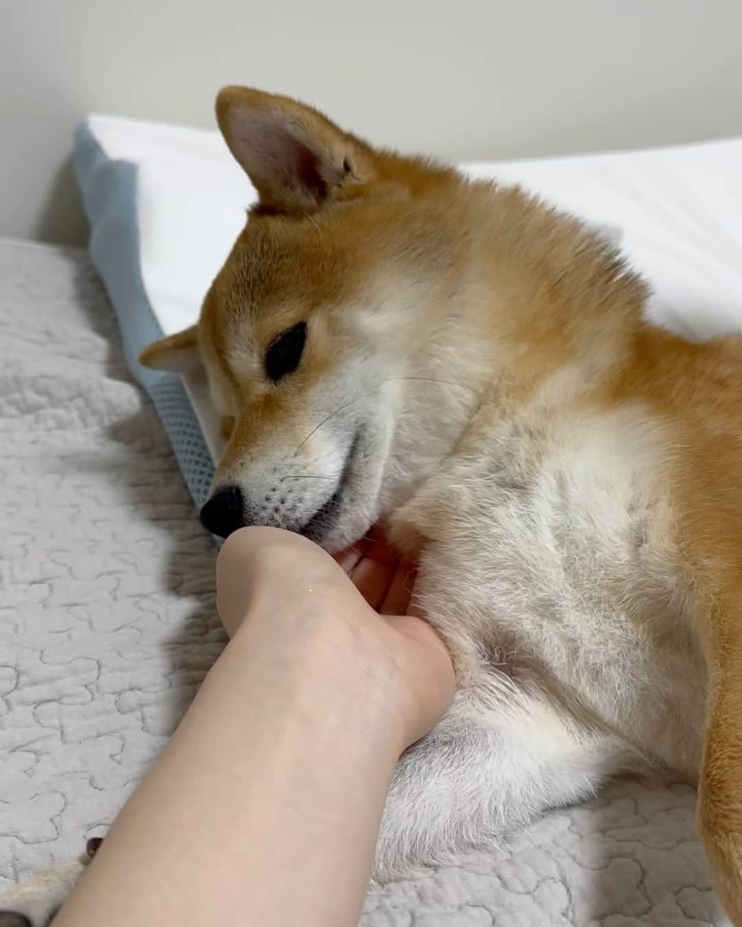 のインスタグラム：「. . 寝る前の甘えん坊な福ちゃん🥺💓  福が寝る場所はいつもパパの枕元💓 少しづつ足元の方へ移動して 朝にはパパの足元にいるよ🤣  この時は完全にデレタイム🥺💓  ※2枚目の動画の最初⚠️音量注意⚠️です🤣  . .」