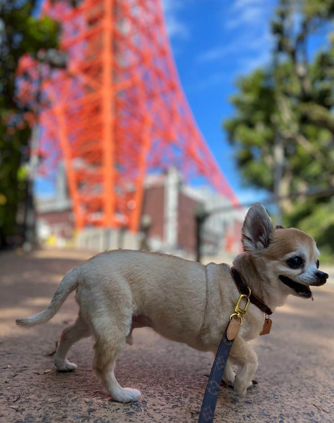 高倉絵理さんのインスタグラム写真 - (高倉絵理Instagram)「ランチ後のお散歩🗼  #東京タワー #東京タワーが好き #tokyotower #tokyotokyo」10月29日 22時40分 - eri_t28