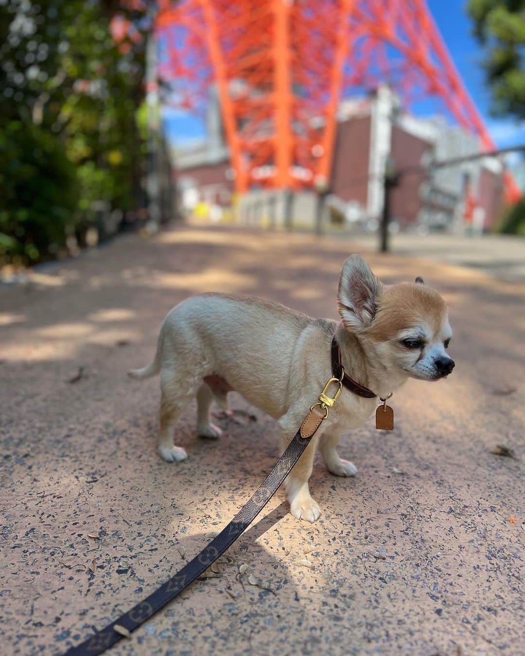 高倉絵理さんのインスタグラム写真 - (高倉絵理Instagram)「ランチ後のお散歩🗼  #東京タワー #東京タワーが好き #tokyotower #tokyotokyo」10月29日 22時40分 - eri_t28