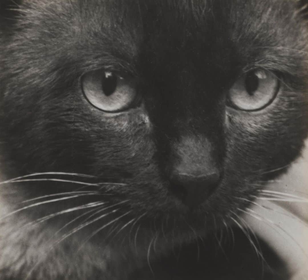フィラデルフィア美術館さんのインスタグラム写真 - (フィラデルフィア美術館Instagram)「Let's paws and appreciate the enchanting mystique of black cats this National Cat Day.   "Siamese Cat", Paris, 1928, André Kertész  #philamuseum #philadelphia #nationalcatday」10月29日 22時45分 - philamuseum