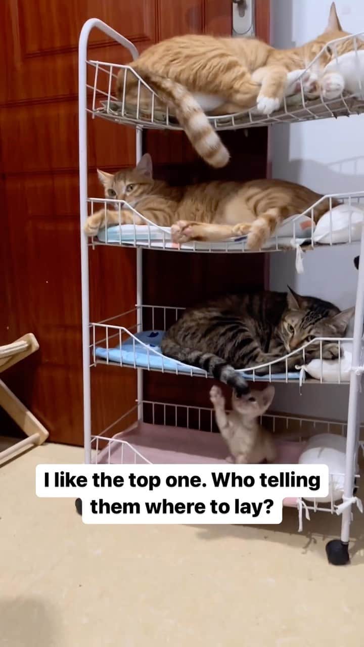 Cute Pets Dogs Catsのインスタグラム：「I like the top one. Who telling them where to lay?  Credit: adorable @橘子喵酱 | DY ** For all crediting issues and removals pls 𝐄𝐦𝐚𝐢𝐥 𝐮𝐬 ☺️  𝐍𝐨𝐭𝐞: we don’t own this video/pics, all rights go to their respective owners. If owner is not provided, tagged (meaning we couldn’t find who is the owner), 𝐩𝐥𝐬 𝐄𝐦𝐚𝐢𝐥 𝐮𝐬 with 𝐬𝐮𝐛𝐣𝐞𝐜𝐭 “𝐂𝐫𝐞𝐝𝐢𝐭 𝐈𝐬𝐬𝐮𝐞𝐬” and 𝐨𝐰𝐧𝐞𝐫 𝐰𝐢𝐥𝐥 𝐛𝐞 𝐭𝐚𝐠𝐠𝐞𝐝 𝐬𝐡𝐨𝐫𝐭𝐥𝐲 𝐚𝐟𝐭𝐞𝐫.  We have been building this community for over 6 years, but 𝐞𝐯𝐞𝐫𝐲 𝐫𝐞𝐩𝐨𝐫𝐭 𝐜𝐨𝐮𝐥𝐝 𝐠𝐞𝐭 𝐨𝐮𝐫 𝐩𝐚𝐠𝐞 𝐝𝐞𝐥𝐞𝐭𝐞𝐝, pls email us first. **」