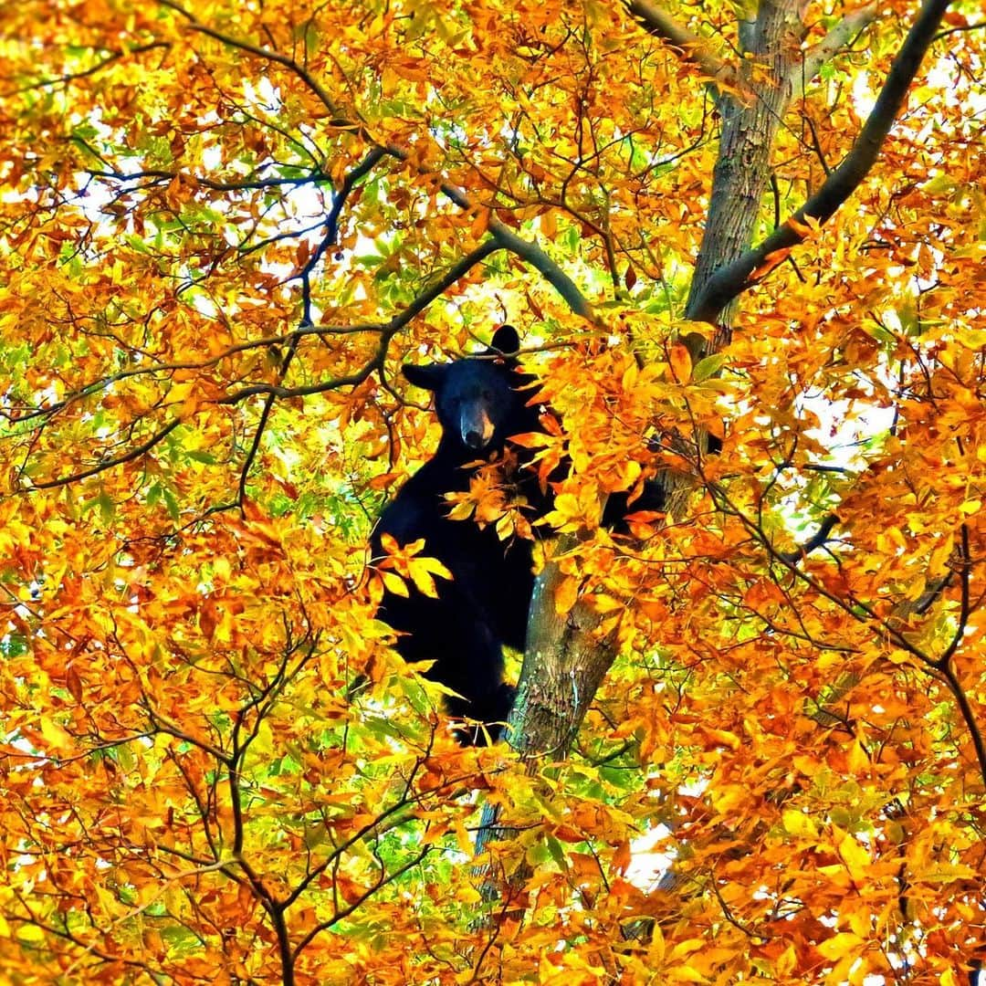 アメリカ内務省のインスタグラム：「As we near the end of fall, black bears are busy putting on weight before entering their dens. An adult male can gain over 100 pounds in a few weeks when acorn and other nut production is heavy.    At @shenandoahnps, these bears thrive on the park's mast-producing trees, like oak and hickory trees, that generate a lot of tasty nuts — one of the bears' favorite foods! A bear may put on 3 to 5 pounds per day while spending 20 hours foraging. This phase, called "hyperphagia," means obsessive eating and is all in preparation for a long winter without much food.    Sometime between October and January, they'll enter their winter dens in hollow trees, snags, rock crevices, brush piles and ground excavations. Shenandoah’s bears do not truly hibernate since they may leave the den briefly if disturbed or during brief warming trends.    If you are coming to Shenandoah to enjoy the fall colors, don't forget to look a little closer at a tree — you might see more than pretty leaves!    Photo by Denise Machado / NPS    #publiclands #fall #shenandoah #wildlife    Alt Text: A black bear in an orange and yellow colored tree looking for a snack.」