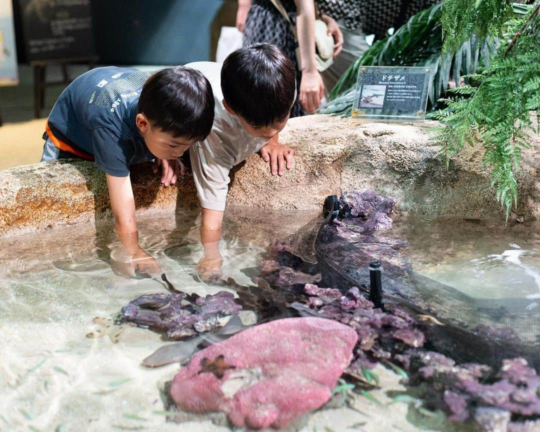 セソコマサユキさんのインスタグラム写真 - (セソコマサユキInstagram)「そういえばこないだ水族館に行ったんでした。子どもたちはサメに触れるあたりがお気に入りで、滞在時間が恐ろしく長い。そしてナマケモノのごはん食べる時の顔が意外と怖い。  #沖縄 #移住 #子育て #dmmかりゆし水族館 #水族館 #ナマケモノ」10月30日 0時08分 - sesokomasayuki