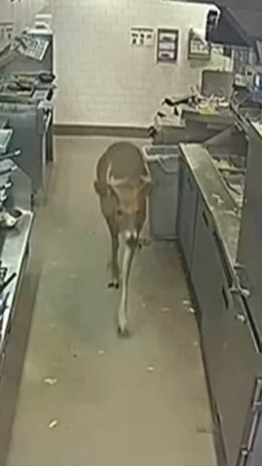 Primer Impactoのインスタグラム：「🦌Entró por la ventana a un restaurante y se coló hasta la cocina: la inesperada visita de un ciervo desata el caos entre comensales.   📺 Más en Primer Impacto a las 5pm/ 4C de lunes a viernes por @univision   #animales #ciervo #restaurante #primerimpacto」