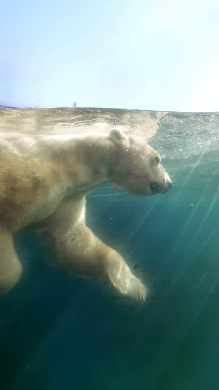 San Diego Zooのインスタグラム：「Big bears with a big impact 🐻‍❄️  In partnership with @polarbearsinternational, we’re continuing to collaborate on research projects to better understand our polar bears, Tatqiq, Kalluk, and Chinook, as well as their counterparts in the wild. These Arctic ambassadors actively participate conservation of their species through research, aiding efforts to protect and preserve wild polar bears.  #Octobear #PolarBear #PolarBearWeek #SanDiegoZoo」