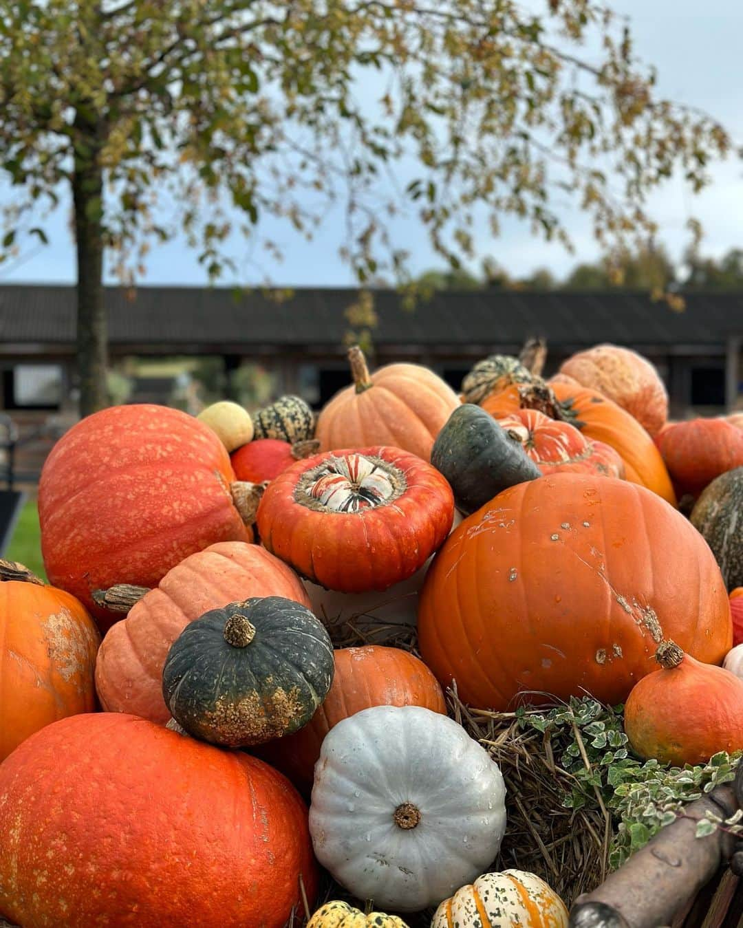 ケリー・ブルックさんのインスタグラム写真 - (ケリー・ブルックInstagram)「When Aunty Melanie comes to Stay 🧸🎃👻🦇🍂 @melanieparisi_」10月30日 3時23分 - iamkb