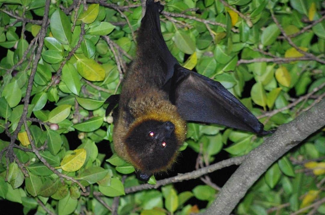 日本の国立公園さんのインスタグラム写真 - (日本の国立公園Instagram)「Going batty for bats in Japan 🦇  What comes to your mind when you think of bats? In the Western world, especially with Halloween just around the corner, we start to see a lot of bat decorations everywhere. In Japanese folklore, bats are seen as bearers of good fortune and prosperity, as they are a symbol of eternal youth and longevity! They even serve as the guardians of Amaterasu, the Shinto goddess of the sun. 🙏☀️  Around 35 bat species can be found from Okinawa to Hokkaido. Many nocturnal bats are agile flyers and skilled hunters, relying on echolocation to capture airborne insects like moths. However, with the exception of some species, flying foxes rely on sight to fly and feed on fruits and leaves. On Kuchinoerabu Island and a few other islands in Kagoshima's Yakushima National Park, you can spot Erabu flying foxes, which were designated as national natural monuments in 1975. The Erabu flying fox is one of two species of flying fox in Japan, a subspecies of the black-necked flying fox, and Kuchinoerabu Island is the northern limit of the world's flying fox habitat. 🐞🍐  So, the next time you encounter a bat, remember the Japanese perspective: You never know the good luck it might bring! 🍀🦇  📍 Yakushima National Park, Kagoshima  📸 An Erabu flying fox, a member of the flying fox family, hanging from a tree branch  #NationalParksJP #YakushimaNationalPark #Kagoshima #BatsofInstagram #Bats #FlyingFox #BatSpecies #BatsChannel #Yakushima #JapanTravel #Japan #Travel #Tourism #ExploreJapan #DiscoverJapan #VisitJapan #日本 #国立公園」10月30日 10時00分 - nationalpark_japan