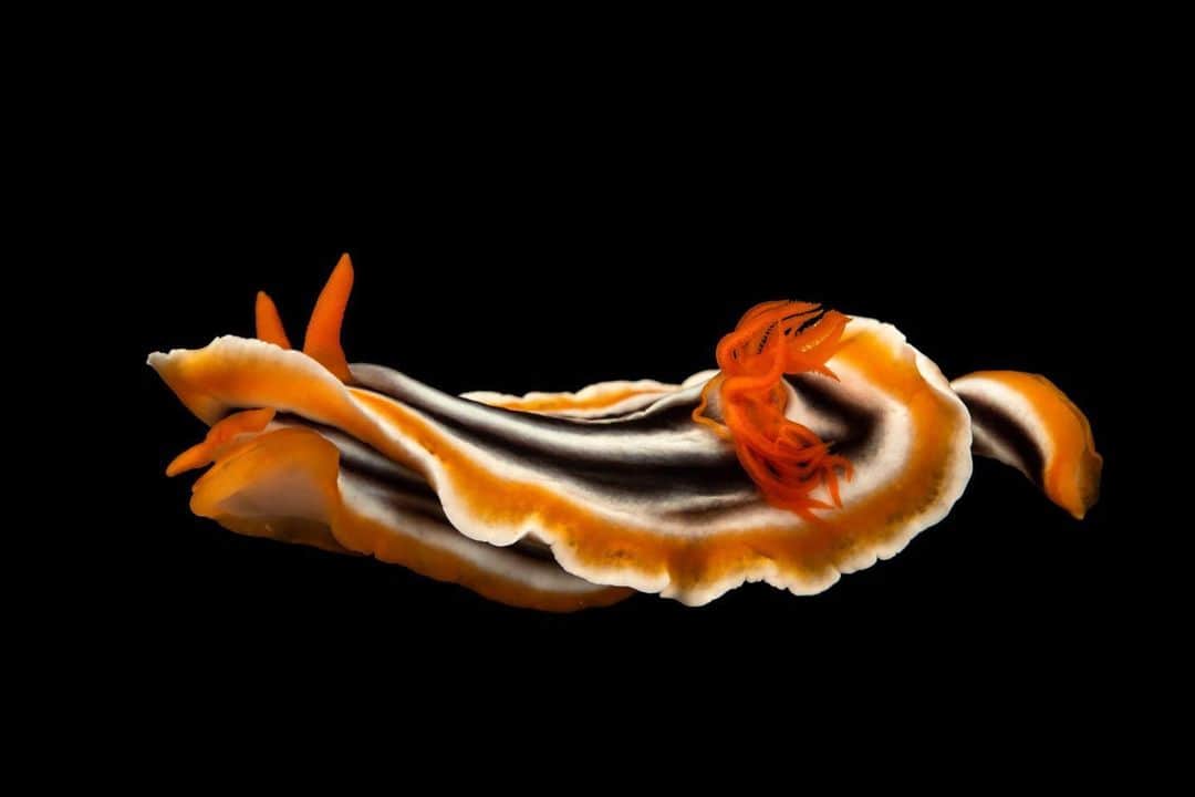 Joel Sartoreのインスタグラム：「The magnificent sea slug is found in coral and rocky reefs from Indonesia and the Philippines to eastern Australia. While predators are a concern for this sea slug, the biggest threat to this species comes from a decline in their favorite food source - sponges. As sponge populations decline due to climate change and habitat loss, the sea slug population suffers - less prey means there isn't enough food to support the sea slug’s current numbers. Photo taken at Semirara Mining and Power Corporation’s Marine Hatchery Laboratory in the Philippines.   #seaslug #animal #wildlife #photography #animalphotography #wildlifephotography #studioportrait #PhotoArk #SeaSlugDay @insidenatgeo」