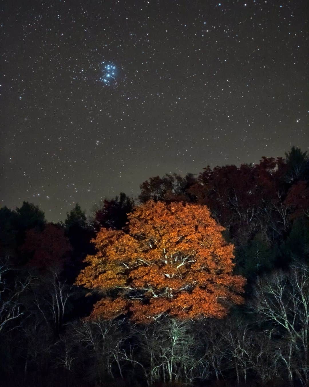 ナショナルジオグラフィックのインスタグラム：「Photos by @babaktafreshi | It’s my annual autumn ritual to look for the reappearance of the Pleiades rising from the east in the evening sky. Photographed in West Virginia, this cluster of young, hot, blue luminous stars appears here above a maple tree in an eight-second exposure. The Pleiades is the most obvious star cluster to the naked eye and, at a distance of about 440 light-years, one of nearest to Earth. Swipe to see an image taken a few minutes later, when the rest of constellation Taurus was rising. The larger V-shaped grouping right above the trees is the Hyades, representing the face of the celestial bull. At 153 light-years away, this is the closest star cluster to Earth. The bright orange star Aldebaran, marking an eye of the bull, is unrelated to the Hyades and much closer to Earth. The name Aldebaran comes from Arabic, meaning “the follower,” as the star follows the Pleiades across the sky with the Earth’s rotation.」