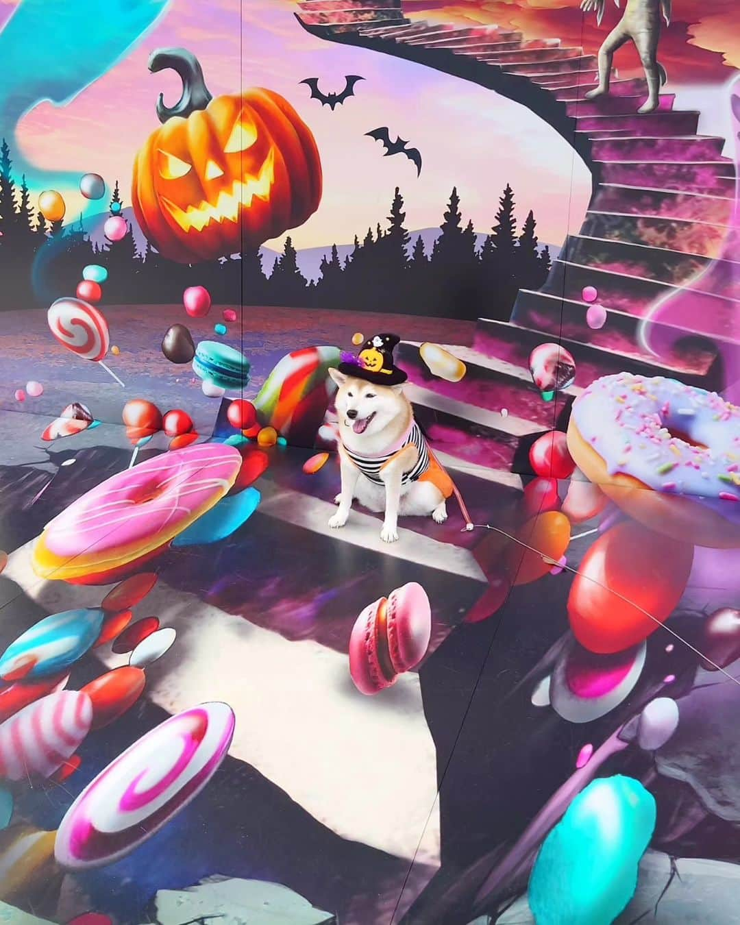 ちゃみさんのインスタグラム写真 - (ちゃみInstagram)「プリプリ🎃 ❷ちょっと前にハロウィンのトリックアートを見てきたよ！ 角度でいろんな見え方になって面白かった😳  #エイスクエア #ハロウィン#トリックアート #柴犬#しばいぬ#犬#癒し#愛犬#shiba#shibainu #dog#halloween」10月15日 21時16分 - shiba_charmy