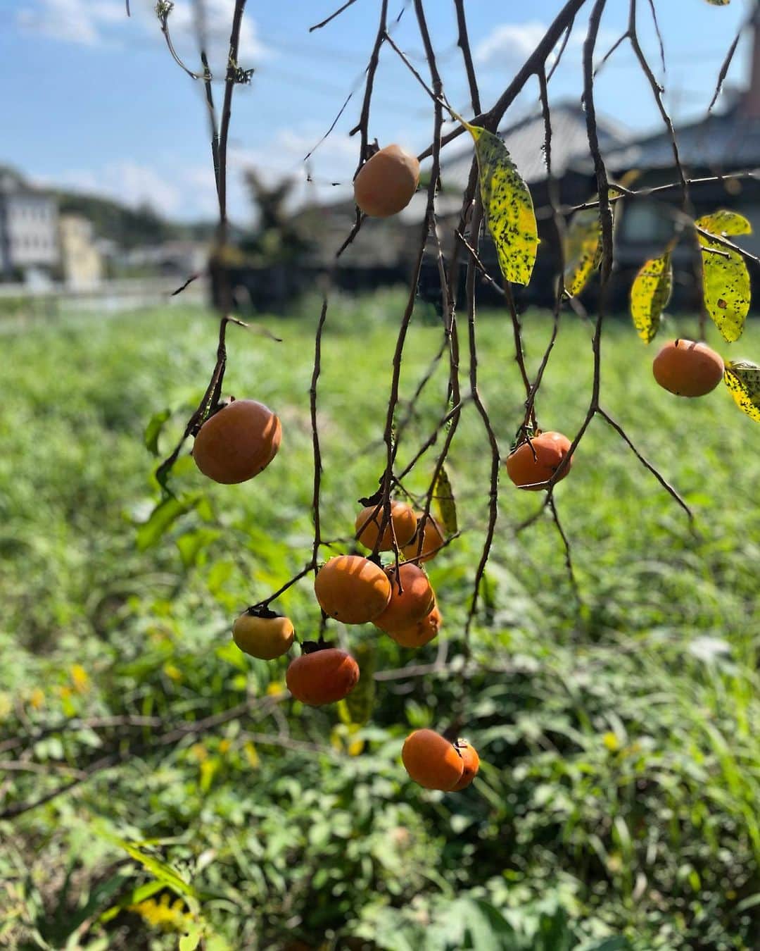 藤沢久美さんのインスタグラム写真 - (藤沢久美Instagram)「奈良は柿の季節。久しぶりの実家。  #奈良  #柿」10月15日 21時22分 - kumifujisawa