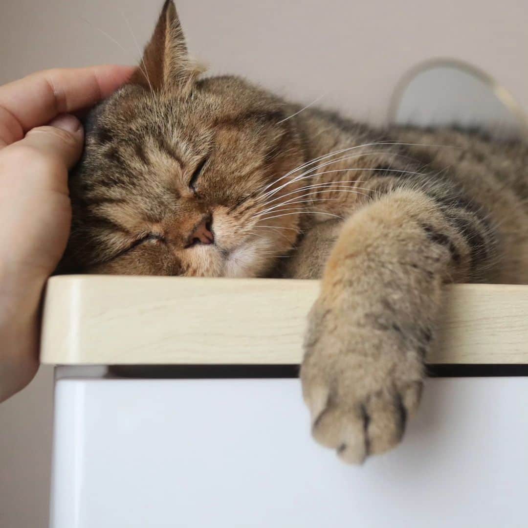寅次郎（とらちゃん）のインスタグラム：「Good night🦉  #おやすみなさい #エキゾチックショートヘア  #よいゆめを  #猫との暮らし  #catsofinstagram」