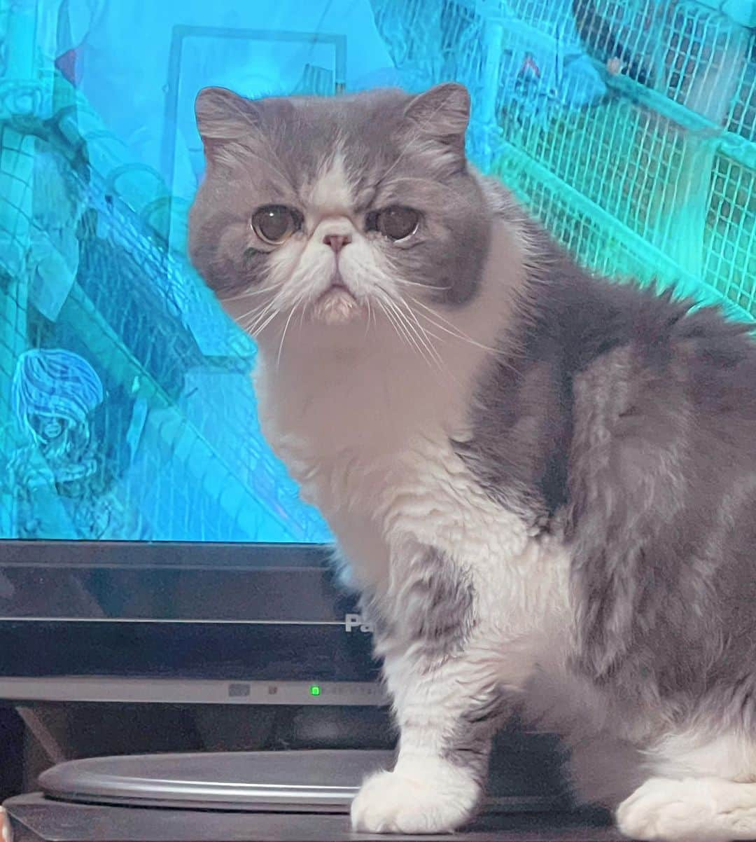 ムスカ(Muska)のインスタグラム：「水槽の前じゃなくてテレビの前📺🐈  #ムスカ #エキゾチックショートヘア #ねこすたぐらむ #ふわもこ部 #にゃんすたぐらむ #ねこ部 #にゃんこ #ねこのいる生活 #ねこのきもち #猫写真 #猫大好き #ペコねこ部 #ねこバカ #愛猫 #냥스타그램 #귀여워 #猫咪 #catstagram #kitty #petstagram #instacat #meow #catoftheday #ilovemycat #catstagram_japan #instagramcats #cutepets #Kedi #cat_of_Instagram #katter」