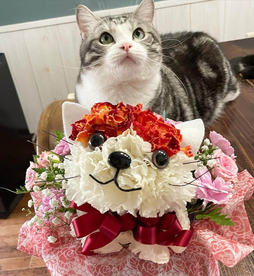 kamunaのインスタグラム：「可愛い〜ぃ三毛猫のアレンジメントフラワーを提供していただきました🤎🤍🩶 珍しい色のカーネーション🤎 こちらのフラワーハウスしもで様は生花をはじめプリザーブドフラワーや押花。押しフルーツなど可愛いお花を取り扱っているお店です🌸🌸🌸 レジンで手作りされる方や贈り物のお花を探している方はタグ付けしてあるので是非一度覗いてみてください。 私がいただいた三毛猫のアレンジメントは大きなお顔が可愛い😍パンちゃんよりも大きなお顔www カーネーションがふわふわとした猫の毛を可愛く表現して珍しいお色のカーネーションがうまく三毛猫ちゃんを表現してると思いませんか？ 今お花があるととても嬉しいカムナ家。 可愛いし豪華で華やかさもあってお部屋が明るくなり気持ちが明るくなりますね😊 フラワーハウスしもで様。 今回はありがとうございました🤍🩶🤎  PR @animalflower_simode #猫がくれる幸せ#ねこ#癒し#アレンジメントフラワー#カーネーション#薔薇 #フラワーハウスしもで #アニマルフラワー #お花の贈り物 #オリジナルフラワー #大切な人に」