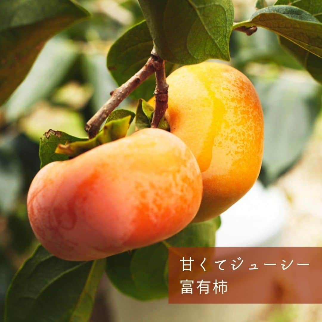 ポケットマルシェ(ポケマル) さんのインスタグラム写真 - (ポケットマルシェ(ポケマル) Instagram)「これを食べなきゃ秋が始まらない。 日本人がこよなく愛してきた「柿🍊」 . 柿には大きく分けて「渋柿」と「甘柿」に分けられるのですが、ポピュラーな品種のひとつ“たねなし柿”は、実は渋柿なのをご存知ですか？ 渋柿は、脱渋(渋柿から渋みをなくす)をすることで、生でも甘い柿となります。 ちなみに、甘柿の品種としては「富有柿」などがあります。 . 柿の素朴な甘さは、なんとも心がほっこりするもの。 . ポケマルにも多種多様の柿が出品されていますので、ぜひ色々試して、甘さや食感の違いを楽しんでください😋 . ◆１、２枚目　富有柿 ひとつひとつ手作業で、一番美味しいタイミングで収穫しています。しっかりとした甘みとジューシーで緻密な果肉が楽しめます。 . ◆３枚目　たねなし柿（刀根早生） 甘みが強く、果汁も豊富で、果肉の程よい食感が◎追熟していきますので、お好みの固さでお召し上がりください。 . ◆４枚目　紀の川柿 木になっている状態で脱渋するため、タンニンが変化して果実の色が黒いゴマ状となるのが特徴です。パリッとした歯ざわりと、凝縮した甘みがたまりません。 . ◆５枚目　次郎柿 次郎柿は柿の中でも珍しい品種で全国の出荷量の3％しかない希少種。たくさん太陽を浴びて大玉に育った、甘〜い次郎柿を堪能してください。 . ….……………………… . 画像をクリックすると商品ページをご覧いただけます。 ポケマル公式アカウント（@pocket.marche）のリンクより、ポケマルにアクセスし、 「柿」と検索すると、さらにたくさんの商品をご覧いただけます。 . ………………………… . 産直EC「ポケマル」では 📌産地直送の食材を紹介 📌生産者さんの紹介 📌ポケマルのキャンペーン を日々投稿しています！ . 投稿が気になったら、ぜひフォローをお願いします👉 @pocket.marche . ………………………… #ポケットマルシェ #ポケマル #pocketmarche #農家直送 #産地直送 #生産者応援 #産直食材 #旬 #優しい甘み #優しい甘さ #秋の #旬の果物 #秋の味覚 #秋の味覚 #秋の味 #柿 #富有柿 #次郎柿 #紀の川柿 #柿好き #たねなし柿 #平核無柿 #和歌山県 #奈良県 #柿を食べよう #ほっとする味」10月15日 21時42分 - pocket.marche