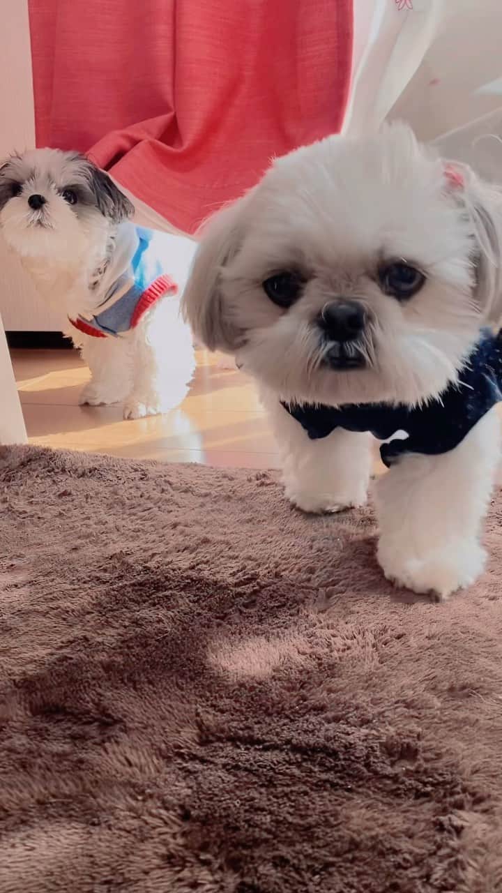 ?????HANA?????のインスタグラム：「🐶🐶 ぱん君が日向ぼっこしてると☀️ いつも怒るはにゃ子🐶」