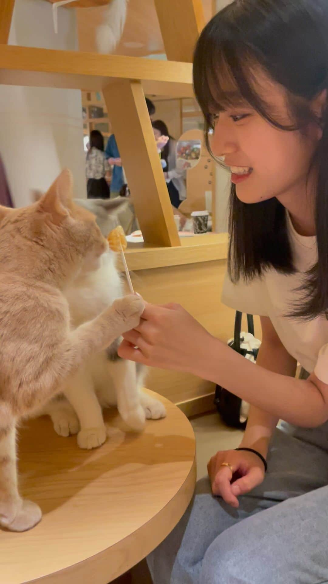 崎本紗衣のインスタグラム：「. 猫さんと戯れてきました  . #猫カフェ #崎本紗衣  #崎本紗衣崎本紗衣崎本紗衣 #スターダストプロモーション」