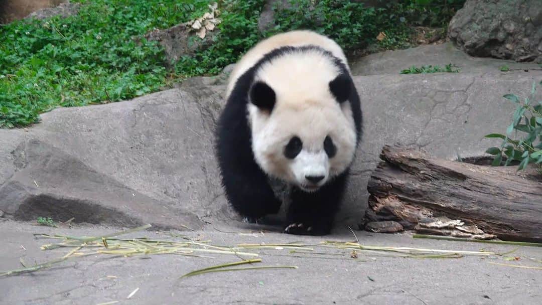 のインスタグラム：「Cuteness alert! Panda cutie is walking toward you. (Mao Mao) 🐼 🐼 🐼 #Panda #iPanda #Cute #HiPanda #CCRCGP  For more panda information, please check out: https://en.ipanda.com」