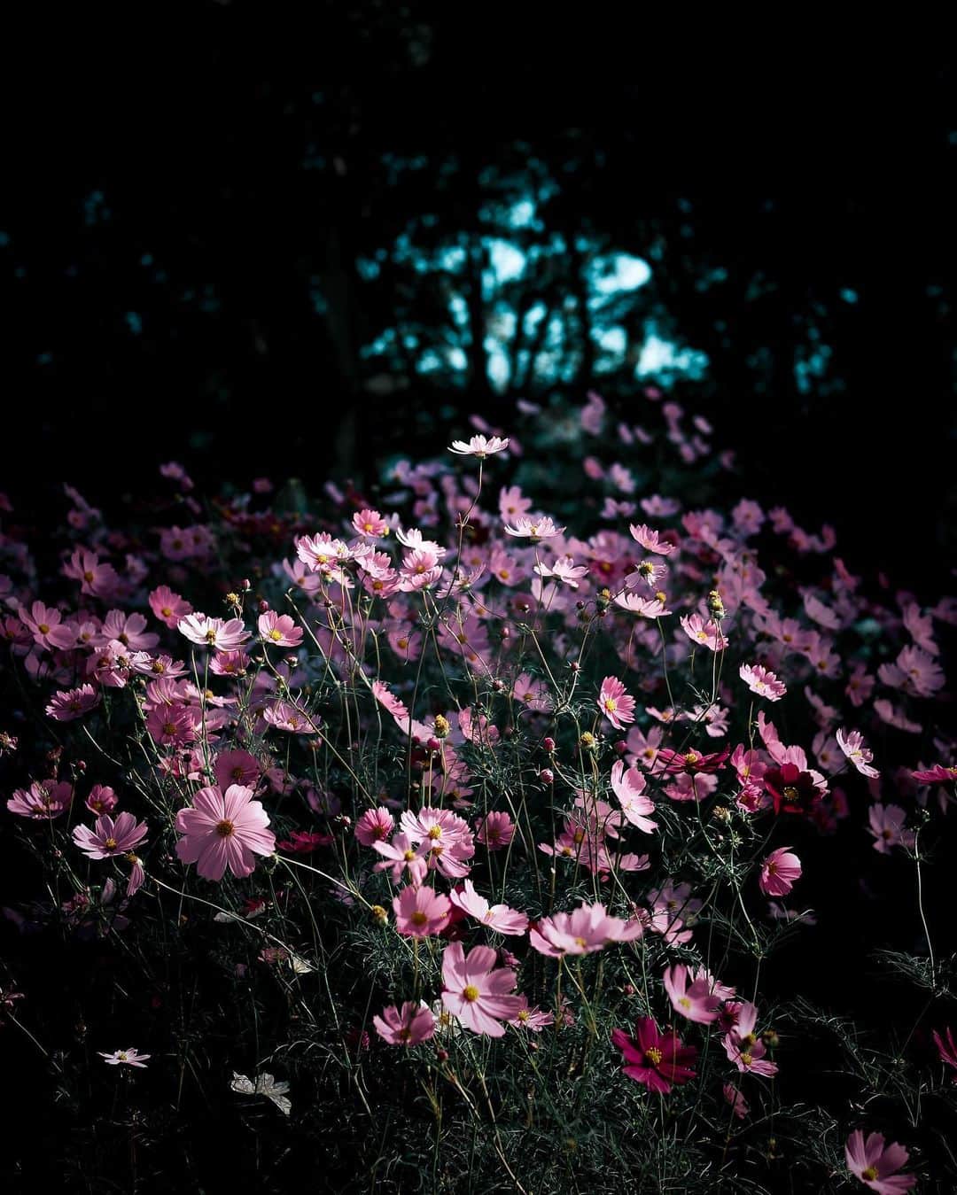 メグのん♡ A k i k oのインスタグラム：「♥️ FUJIFILM X-H2 / NOKTON 35mm F0.9 . . . 愛　の　花 . . . ♥️ 三度の飯より秋桜が好き。」