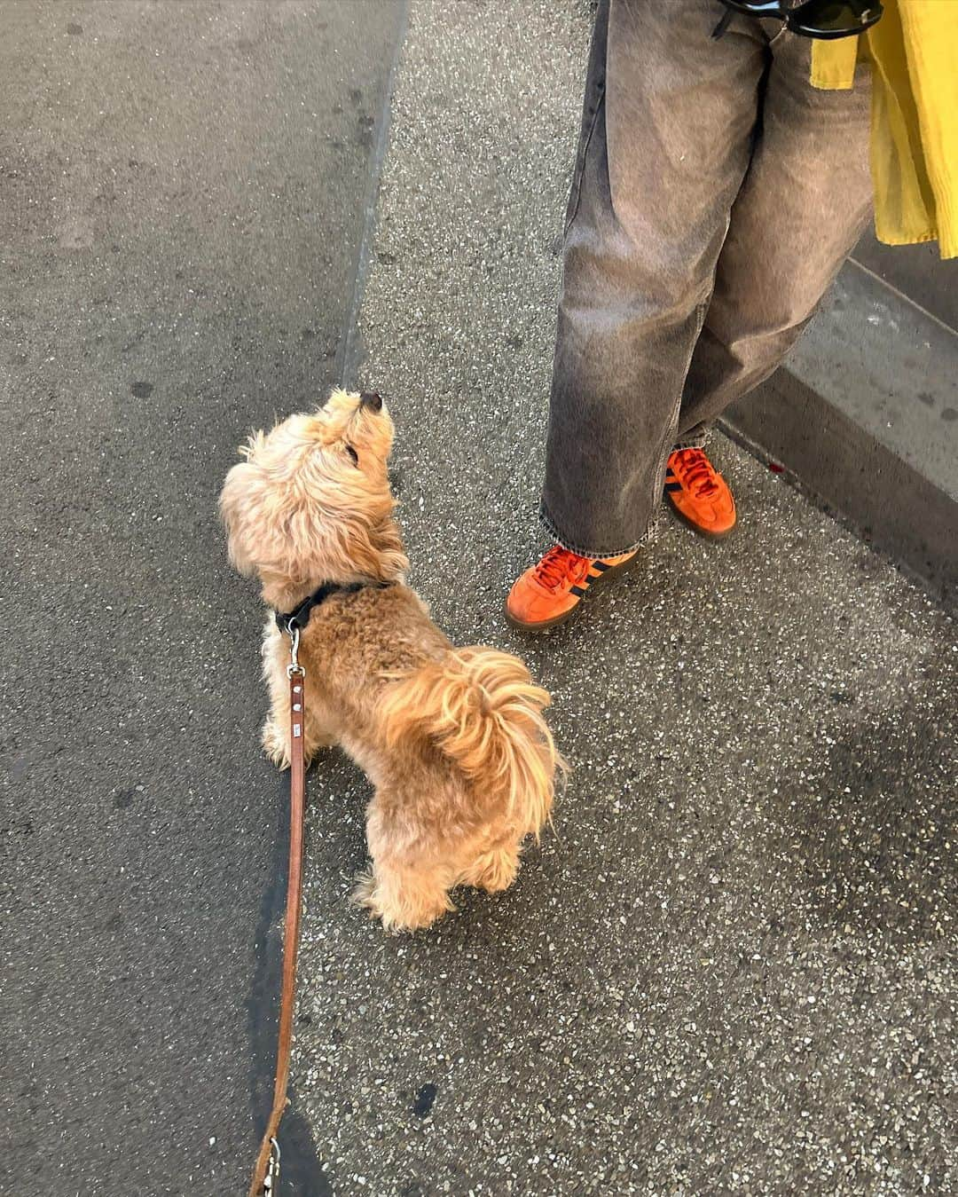 サクラ・キルシュさんのインスタグラム写真 - (サクラ・キルシュInstagram)「short brown hair for winter>>  do you like my new look? 🫣 髪バッサリカット！！どうかな？」10月15日 22時09分 - sakura_kirsch