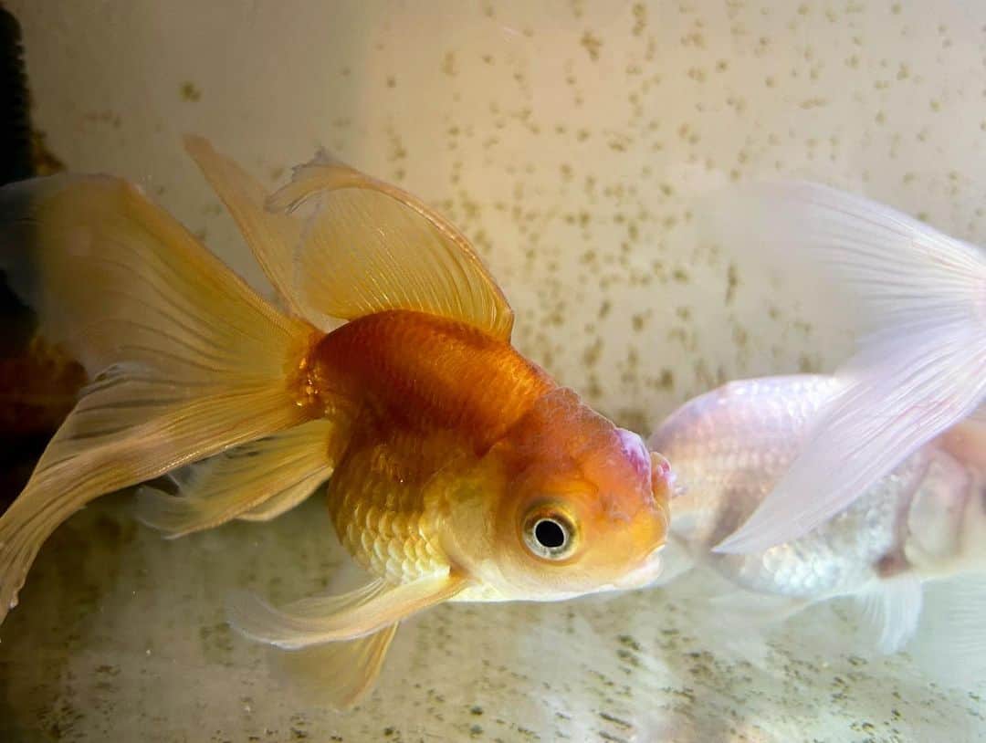 呂布カルマさんのインスタグラム写真 - (呂布カルマInstagram)「金魚」10月15日 22時03分 - ryoff000karma