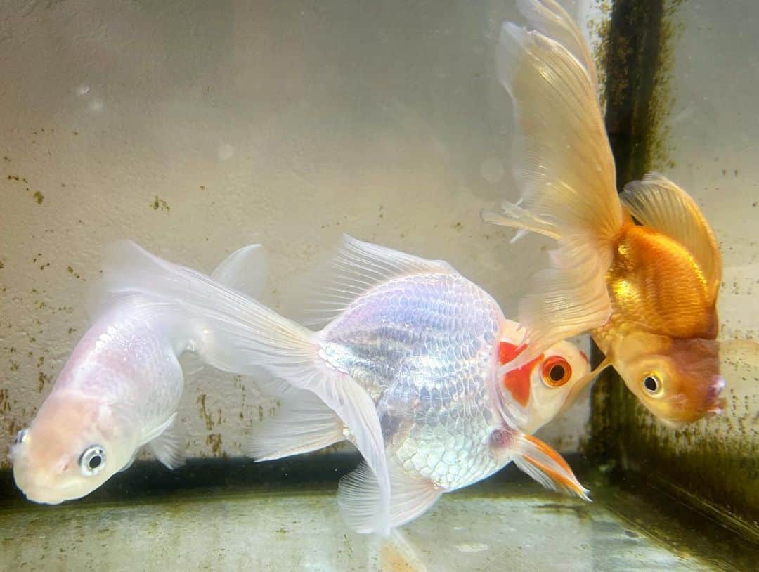 呂布カルマさんのインスタグラム写真 - (呂布カルマInstagram)「金魚」10月15日 22時03分 - ryoff000karma