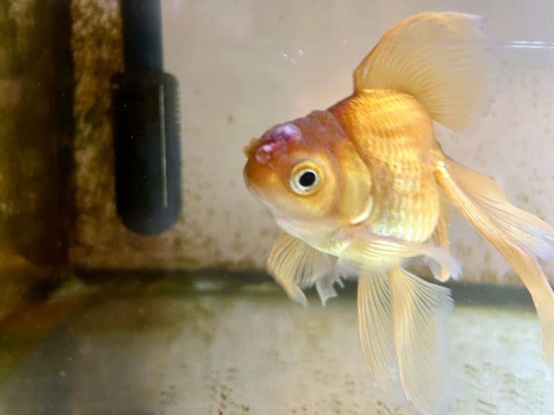 呂布カルマさんのインスタグラム写真 - (呂布カルマInstagram)「金魚」10月15日 22時03分 - ryoff000karma