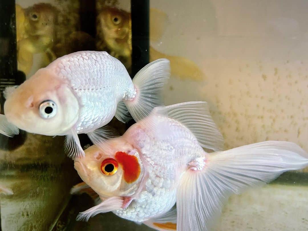 呂布カルマのインスタグラム：「金魚」