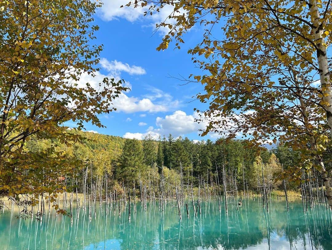 鈴木望さんのインスタグラム写真 - (鈴木望Instagram)「北海道旅行✈️ 北海道美瑛町にある「白金青い池」 ⁡ この日のお天気は快晴！！ グリーンがかった青い池にお空の青さもあいまって、神秘的！！！ ⁡ 山の紅葉も美しかった♡ ⁡ #北海道　#北海道旅行 #美瑛　#美瑛町  #白金青い池  #青い池  #北海道観光　#紅葉 #travel #旅行　#view #秋の景色」10月15日 22時18分 - nozomi.0318