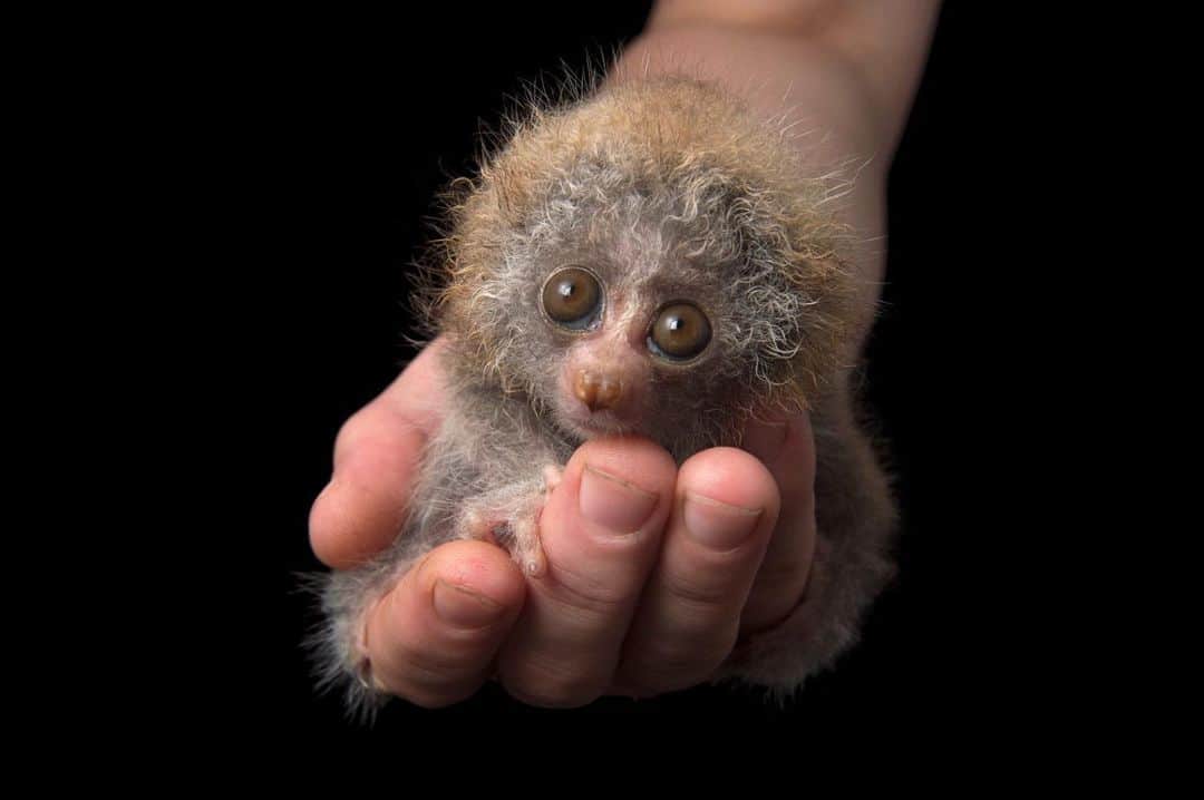Joel Sartoreさんのインスタグラム写真 - (Joel SartoreInstagram)「This 24-day- old slow loris I photographed @endangeredprimaterescuecenter was named Captain Hook by his care team due to his missing hand. Loris species are unique among primates in part because of their looks, but more so because they are classified as a venomous mammal. Each individual has a patch filled with venom under its elbow - when a predator encounter occurs, the loris will coat its teeth by licking this spot in order to deliver a venom-laced bite.   #slowloris #primate #animal #mammal #photography #wildlifephotography #studioportrait #SlowLorisOutreachWeek #PhotoArk@insidenatgeo」10月15日 22時13分 - joelsartore
