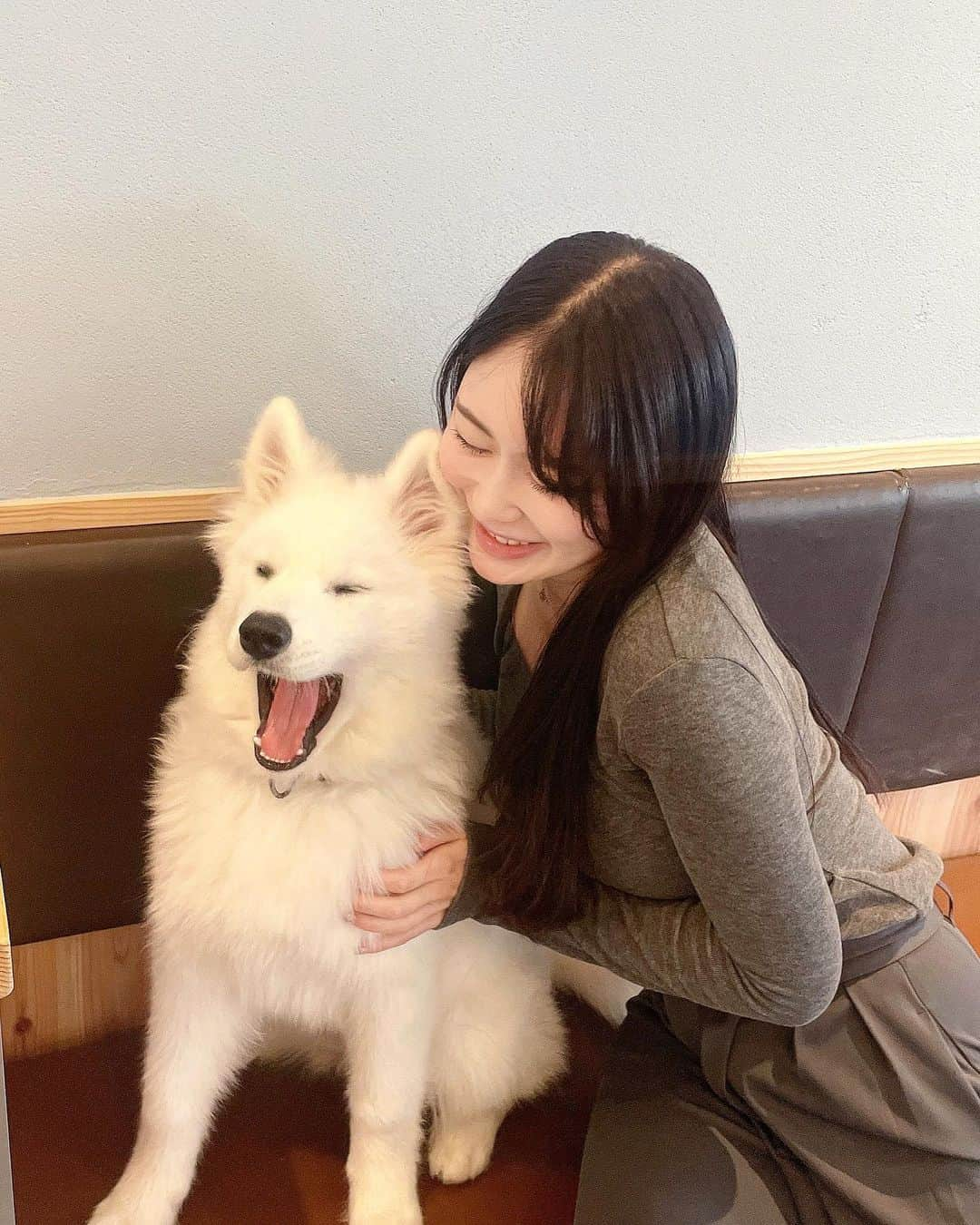 春乃舞利乃さんのインスタグラム写真 - (春乃舞利乃Instagram)「ずるすぎるくらい可愛かった🐶 . . 日本初！　 サモエドカフェ　アルに行きました🐶🤍(@samoyedcafe ) . . 永遠に可愛すぎて癒された🥺💓 予約困難なので気になる人はお早めに🤍 . . . #サモエドカフェ #サモエドカフェアル #駒沢大学　#いぬかふぇ #犬カフェ #大型犬 #サモエド #韓国発 #カフェ #大型犬カフェ #白い犬 #わんこ」10月16日 20時30分 - marinon_beaute