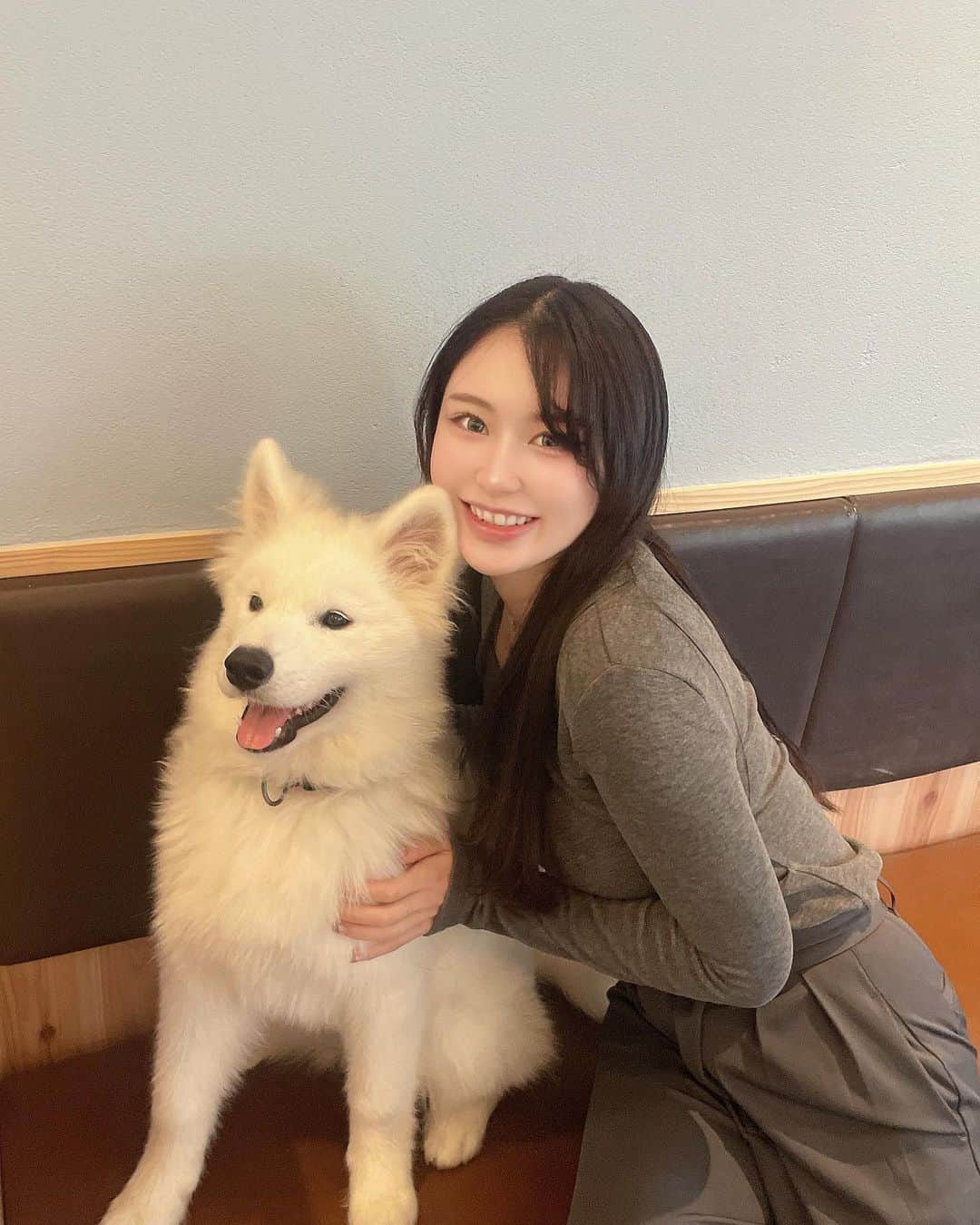 春乃舞利乃さんのインスタグラム写真 - (春乃舞利乃Instagram)「ずるすぎるくらい可愛かった🐶 . . 日本初！　 サモエドカフェ　アルに行きました🐶🤍(@samoyedcafe ) . . 永遠に可愛すぎて癒された🥺💓 予約困難なので気になる人はお早めに🤍 . . . #サモエドカフェ #サモエドカフェアル #駒沢大学　#いぬかふぇ #犬カフェ #大型犬 #サモエド #韓国発 #カフェ #大型犬カフェ #白い犬 #わんこ」10月16日 20時30分 - marinon_beaute