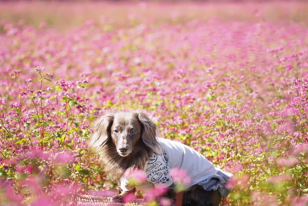 etsukoのインスタグラム：「2023.10.15⁡ ⁡アカノセカイ⁡ ⁡*⁡ ⁡*⁡ ⁡*⁡ ⁡🐶💬 『 久しぶりの遠足🚌☀️でしたよ⁡ ⁡(〃▽〃)•*¨*•.¸¸♬︎』⁡ ⁡*⁡ ⁡*⁡ ⁡*⁡ ⁡👧💬 『素敵な景色が 待っていてくれました⸜(*ˊᗜˋ*)⸝ 感無量☆*』⁡ ⁡*⁡ ⁡*⁡ ⁡*⁡ ばばちゃん(私の母)と一緒に 久しぶりの遠足🚌☀️⁡ ⁡アロハの調子がなかなか良くならず 旅行どころか 遠足も予定が立てられなくて。⁡ ⁡やっと少し落ち着いてきて  前日に ここに行こう！と決めて決行。⁡ ⁡⁡ ⁡素敵なアカノセカイと⁡ ⁡アロハと来られたこと⁡ ⁡母に赤そばの花を見せてあげることが出来たことで  胸が熱くいっぱいになってしまいました。⁡ ⁡ほんとに良かった。⁡ ⁡⁡ ⁡ありがとう⁡ ⁡⁡ ⁡*⁡ ⁡*⁡ ⁡*⁡ #あろまっぷ⁡ ⁡#アカノセカイ⁡ ⁡#赤そばの花⁡ ⁡#アロハと花巡り2026⁡ ⁡#ミニチュアダックスフンド⁡ ⁡#ミニチュアダックス⁡ ⁡#ダックスフンド⁡ ⁡#ダックス⁡ ⁡#チョコソリッド ⁡#チョコソリ⁡ #シニア犬との暮らし⁡ ⁡#east_dog_japan ⁡ ⁡#wp_flower ⁡ ⁡#wonderfuldays ⁡ ⁡#beautifuldays ⁡ ⁡#wonderfullife ⁡ #beautifullife ⁡ #todayswanko ⁡ ⁡#wooftoday ⁡ ⁡#ig_dogphoto ⁡ ⁡#aloha ⁡ ⁡#happy⁡ ⁡#alohahappy🐶 ⁡ ⁡*⁡ ⁡*⁡ ⁡*⁡ ⁡」