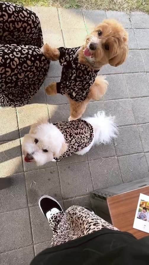 ペ・ユンジョンのインスタグラム：「애견운동장 출동🐶🐆」