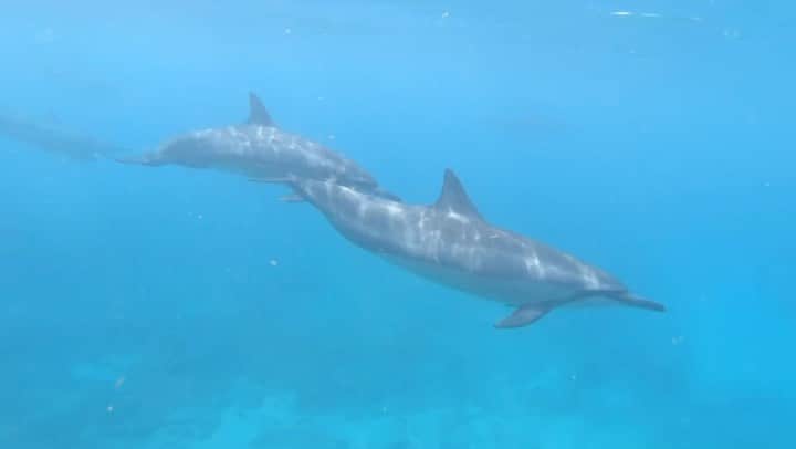 鮎河ナオミのインスタグラム：「イルカと遭遇🐬 イルカのソナーがお腹の赤ちゃんの脳の発達に良いって聞くけど、本当かな〜🫣🩵 So lucky to encounter a pod of dolphins 🐬 Do you think it’s true that the sonar of dolphins stimulate the brain of an unborn child?🤔  #40weeks #40weekspregnant #40週 #makaha #makahabeach #hawaii #ハワイ」
